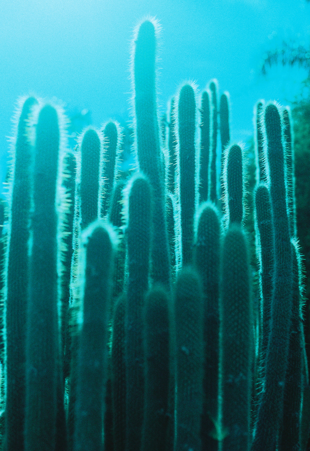 Blue Cacti